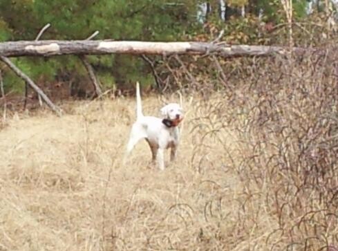  NAT. CH. MISS FIBBER MCGEE