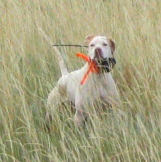 ATTITUDE'S ELHEW RAZOR