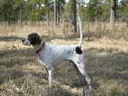 CH. ELHEW FIBBER MCGEE