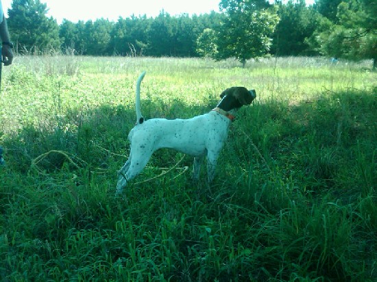 ATTITUDE'S DELTA DAWN