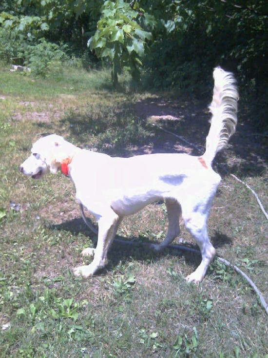 ATTITUDE'S RISING SUN