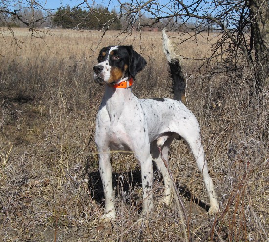 CH. ATTITUDE'S IRON WILL