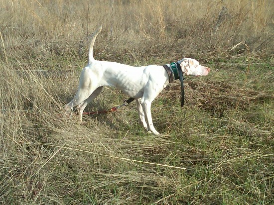 ATTITUDE'S WHITE DIAMOND