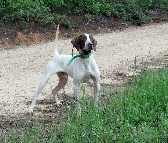 ATTITUDE'S DOC HOLLIDAY