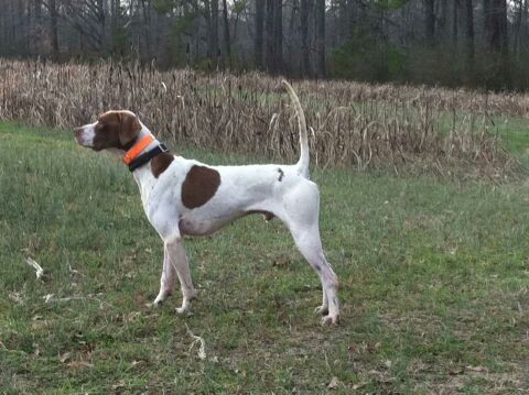 CH. ATTITUDE'S NIGHT HAWK