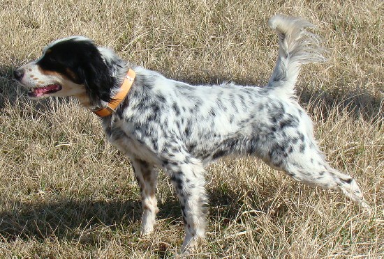 CARPENTER'S STORMY DIXIE