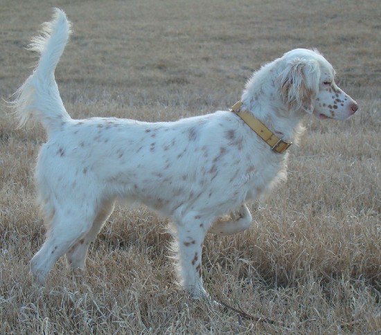 CARPENTER'S MISS STAR