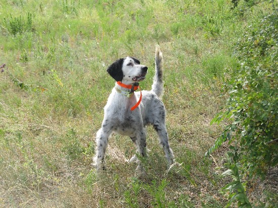 CH SKYDANCER SKYVIEW ACE