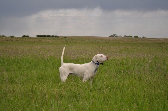 CH. KNIGHT'S WHITE LIGHT