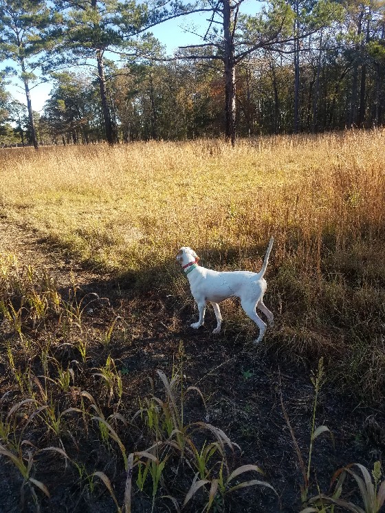 ATTITUDE'S BONE COLLECTOR