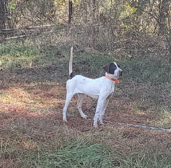 ATTITUDE'S HEARTBREAK KID