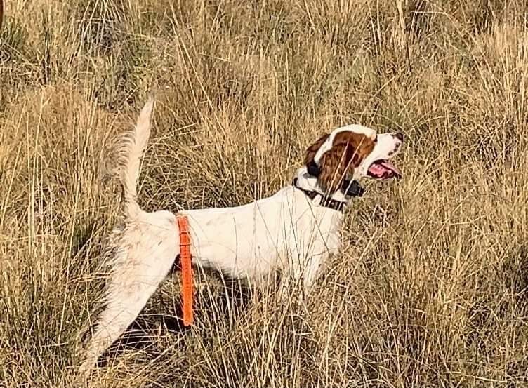 T’S AMERICAN OUTLAW