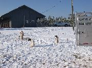 2009 NBHA Northest Regional Ch